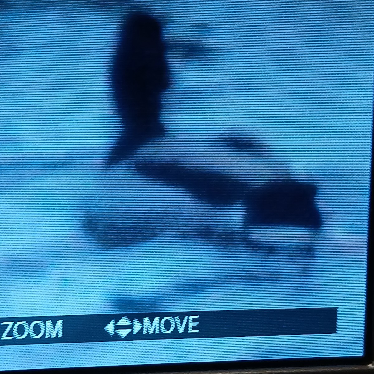 Mallard - ML650392447