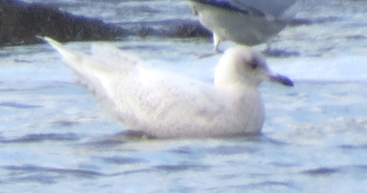 Iceland Gull - ML650392448