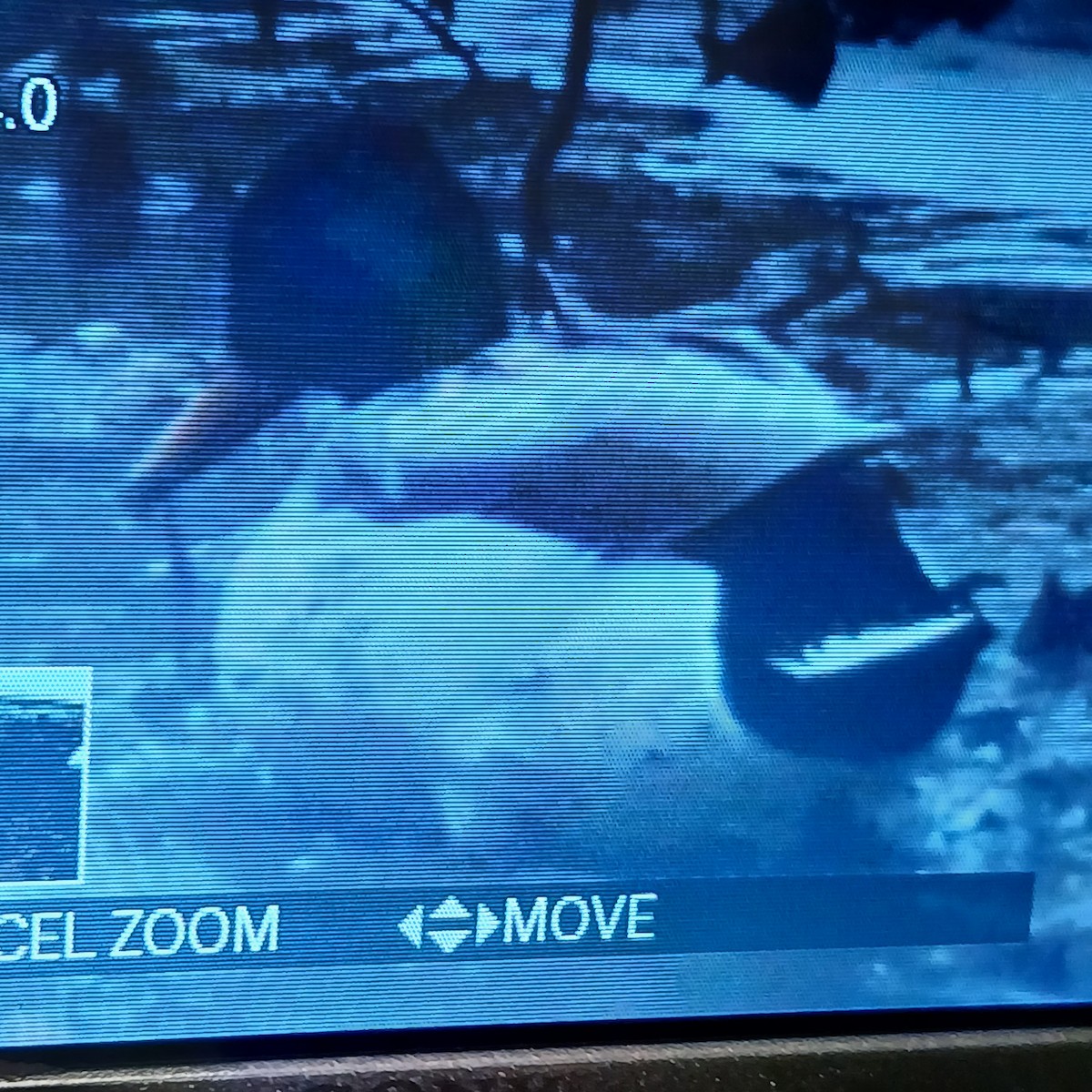 Mallard - ML650392465