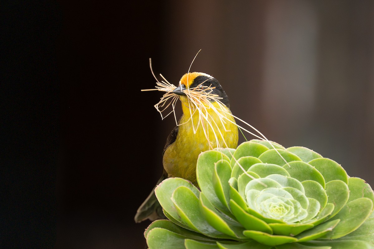 Pale-naped Brushfinch - ML650392513
