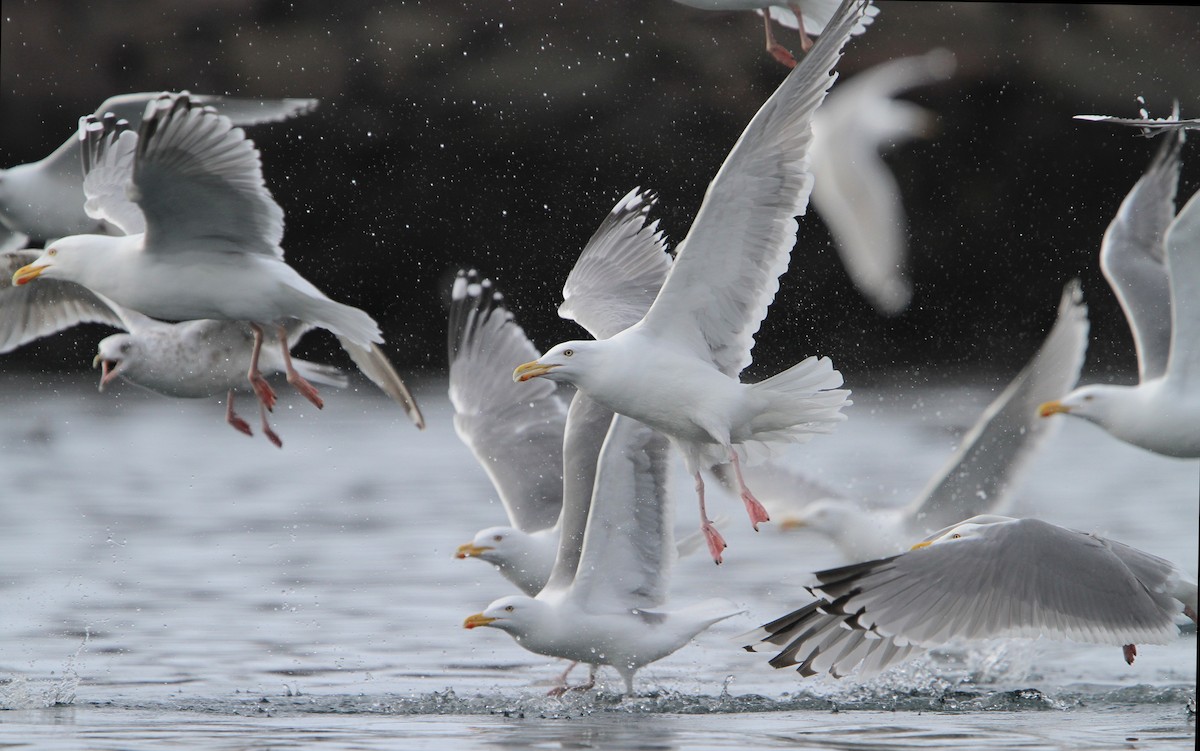 Herring Gull (European) - Christoph Moning