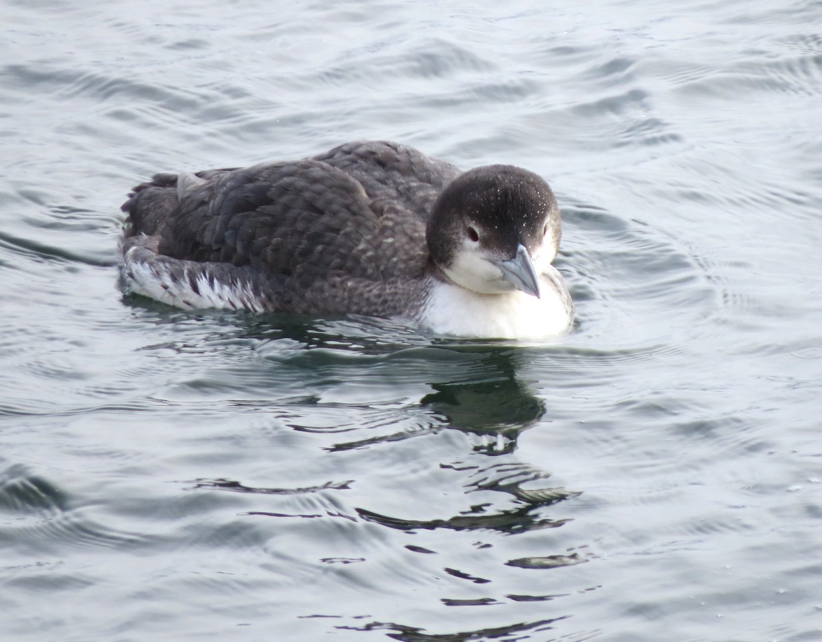 Common Loon - ML650392677