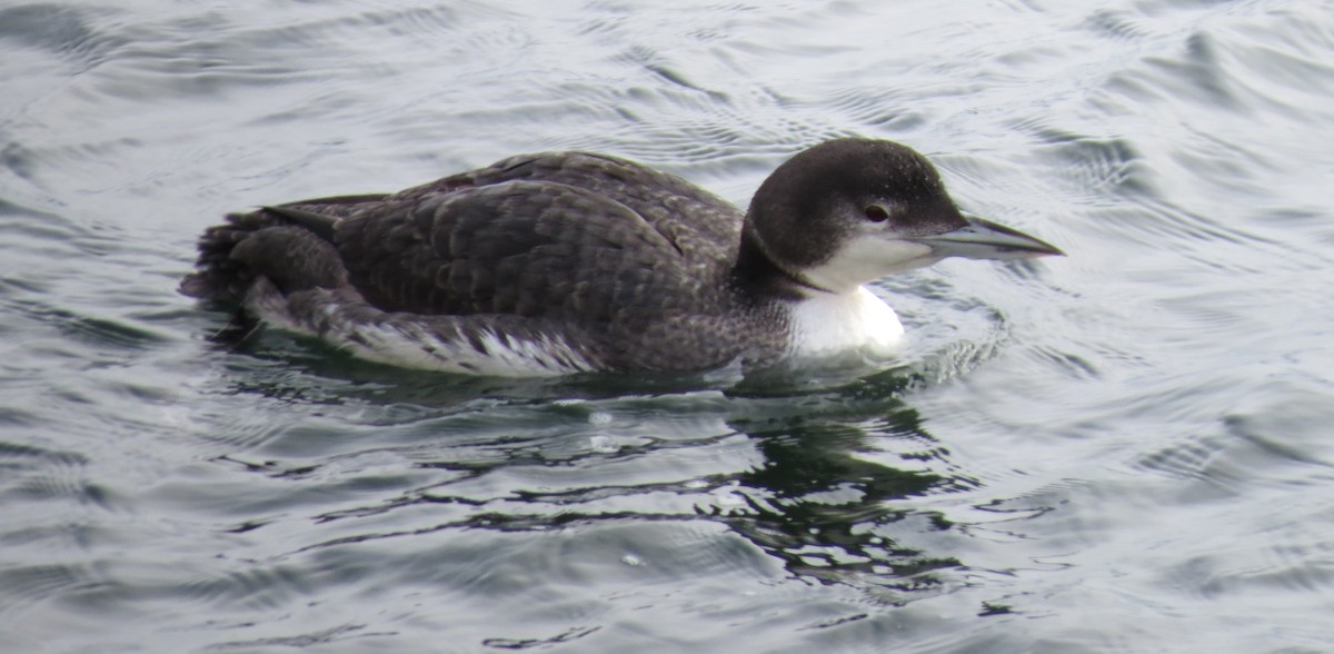 Common Loon - ML650392684