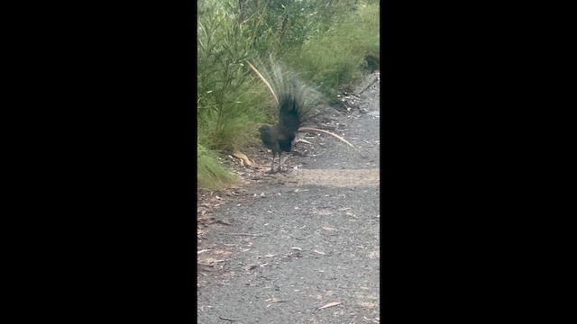 Лірохвіст австралійський - ML650392695