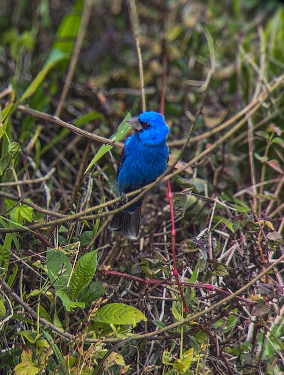 Mavi Çinte - ML650392701