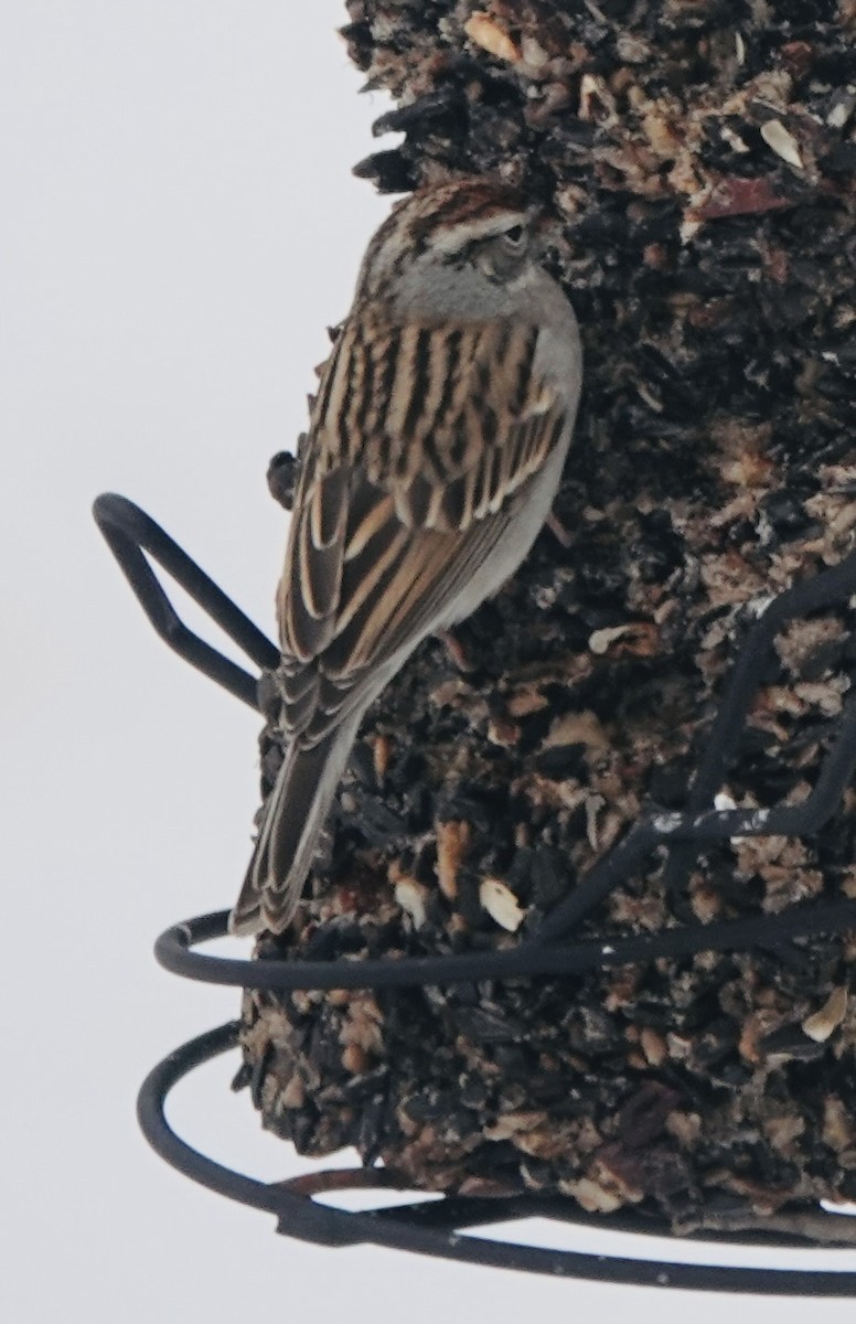 Chingolo Cejiblanco - ML650392720