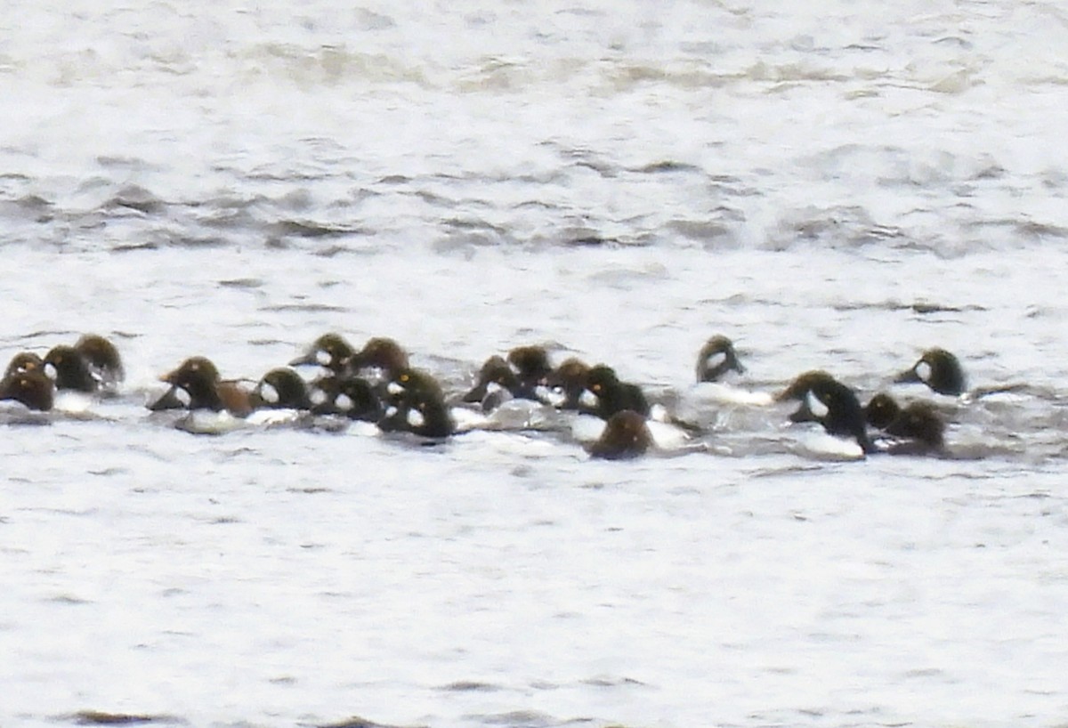 Barrow's Goldeneye - ML650392764