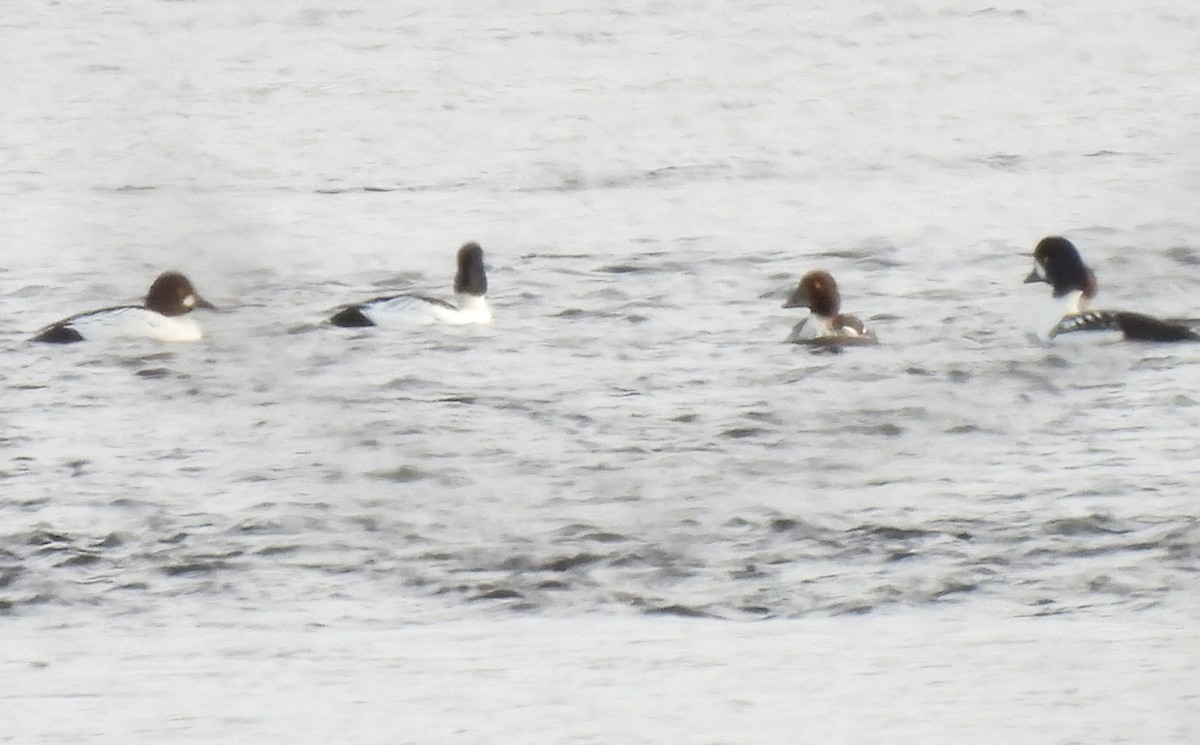 Barrow's Goldeneye - ML650392765
