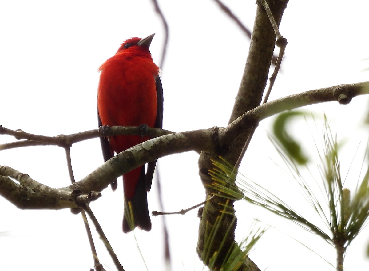 Scarlet Tanager - ML650392771
