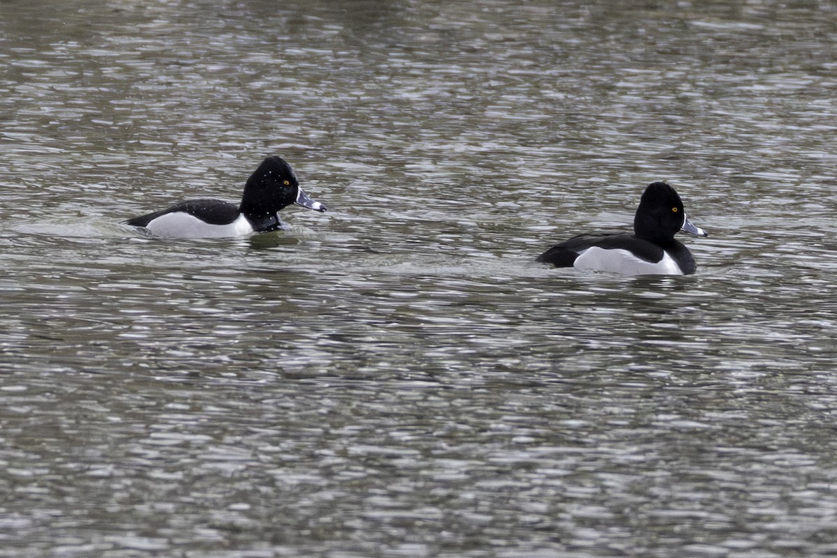 ringand - ML650392808