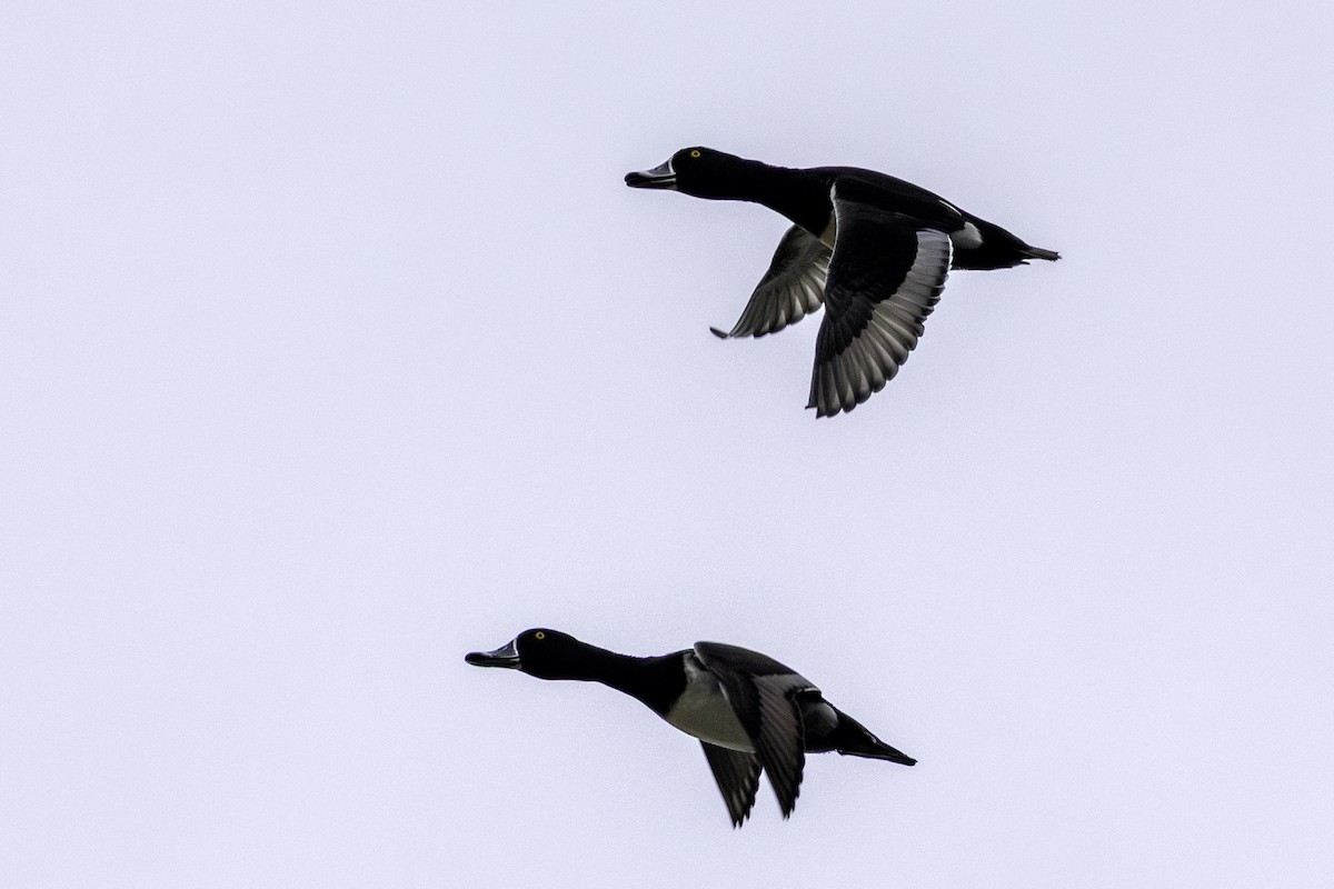 ringand - ML650392809