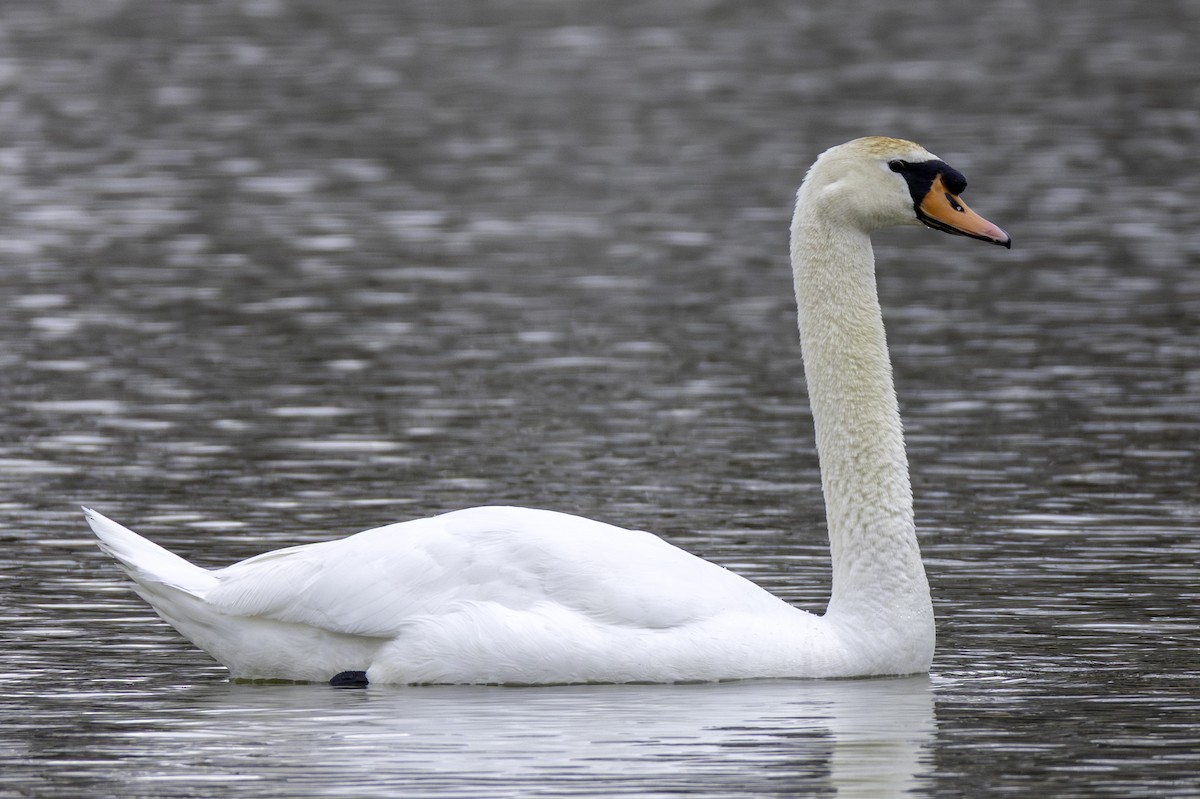 knoppsvane - ML650392816