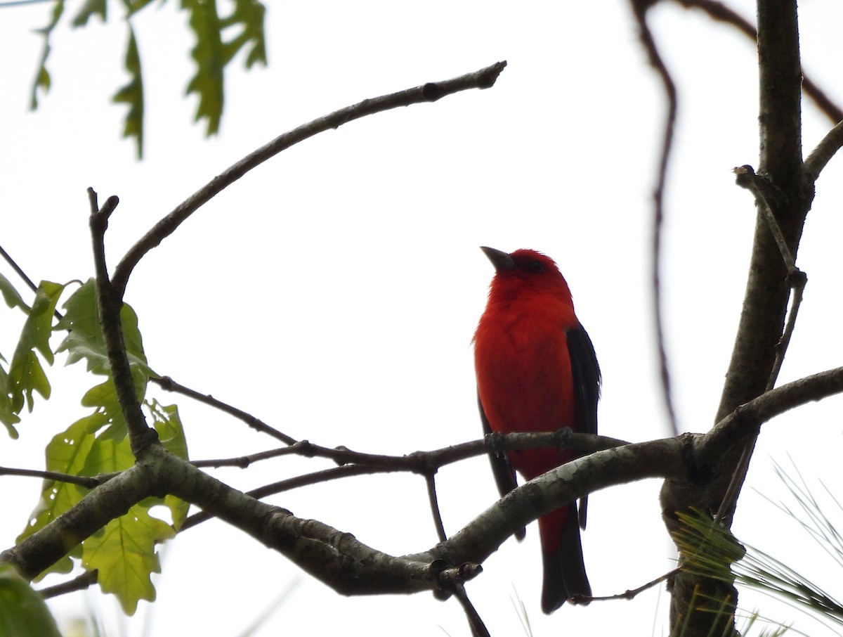Scarlet Tanager - ML650392826