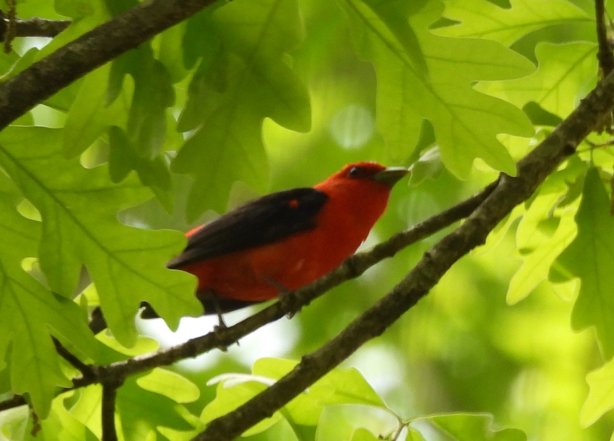 Scarlet Tanager - ML650393052