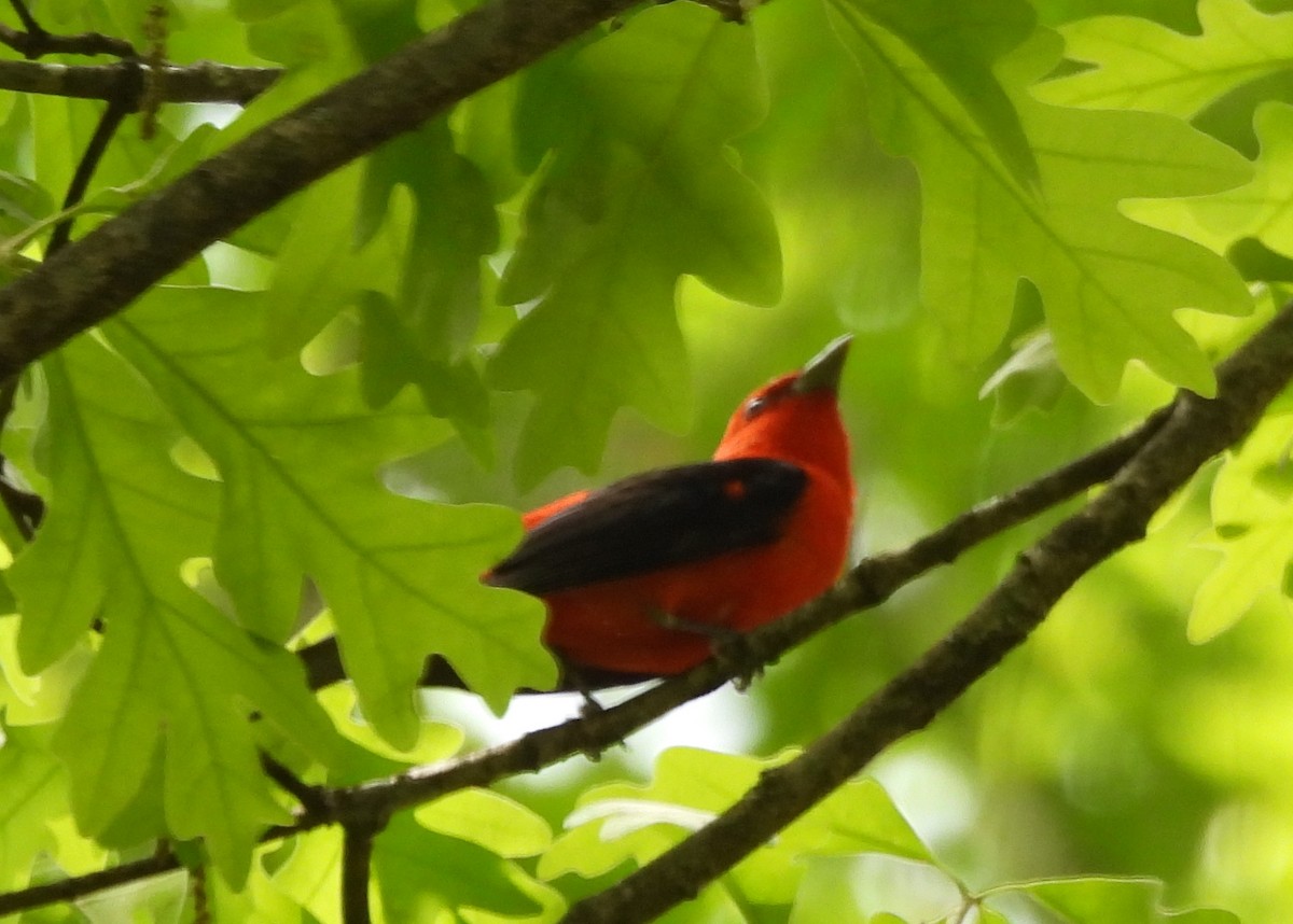 Scarlet Tanager - ML650393057