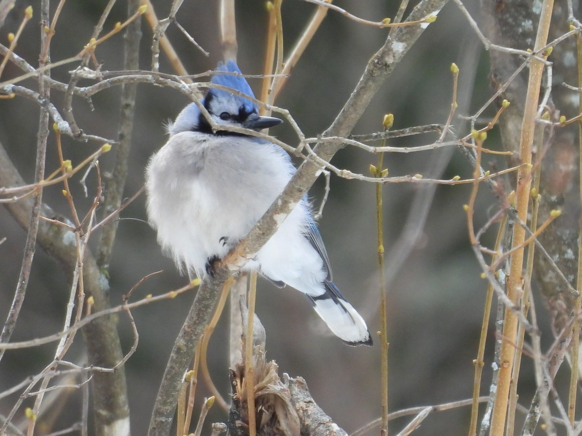 Blue Jay - ML650393111