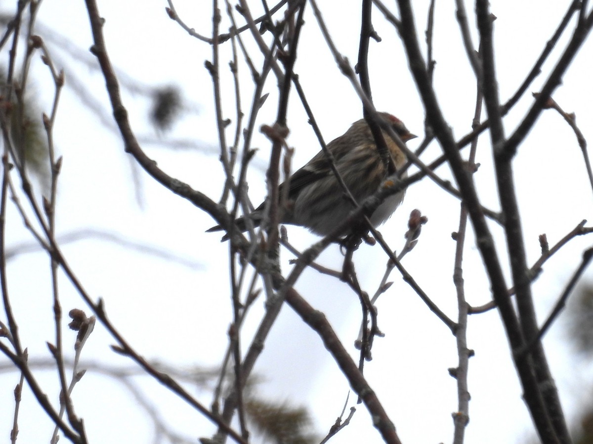Redpoll - ML650393131