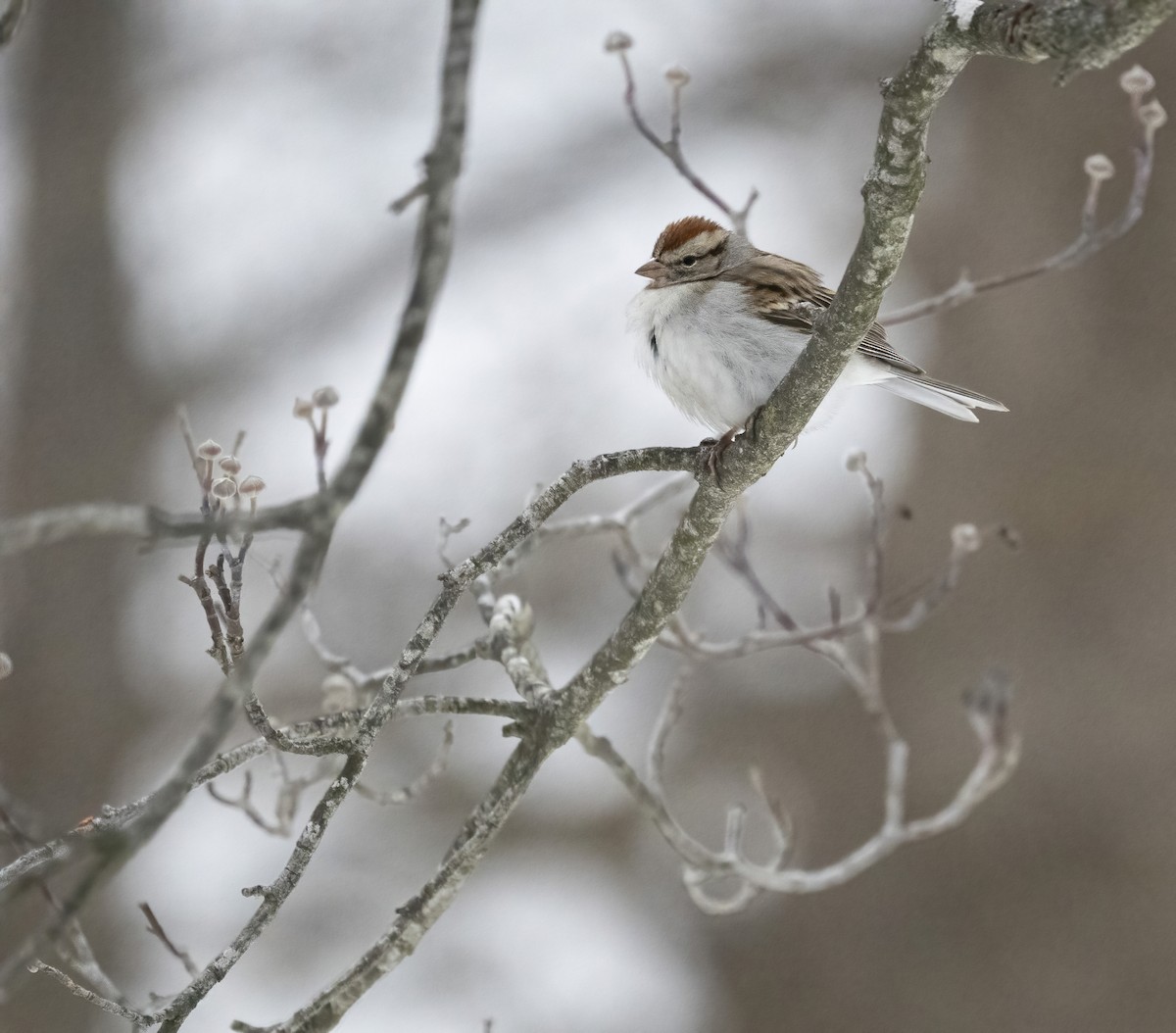 Chingolo Cejiblanco - ML650393196