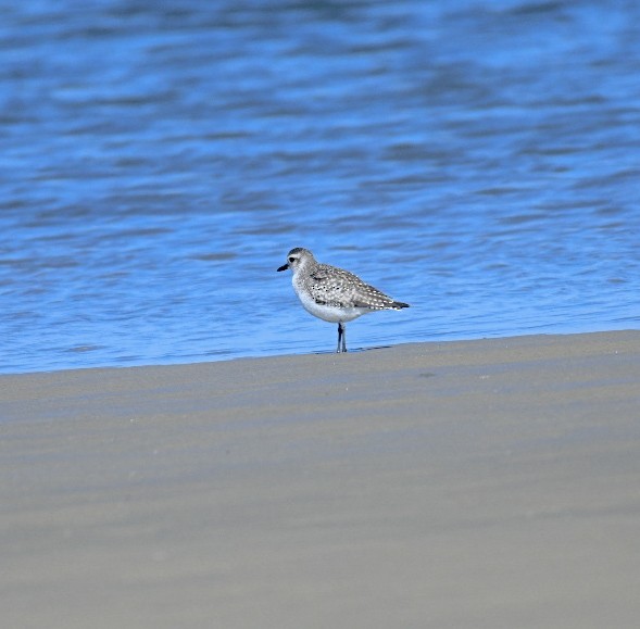 Буурал сүвээ цагаан - ML650393213