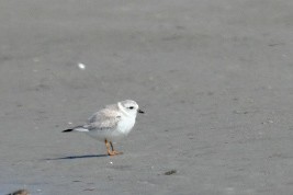 Piping Plover - ML650393228
