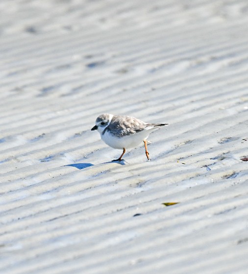 Piping Plover - ML650393229
