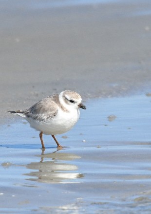 Piping Plover - ML650393231