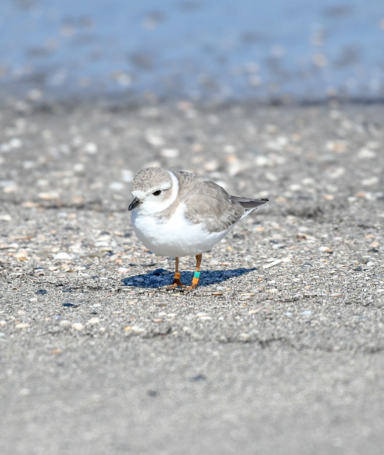 Piping Plover - ML650393233