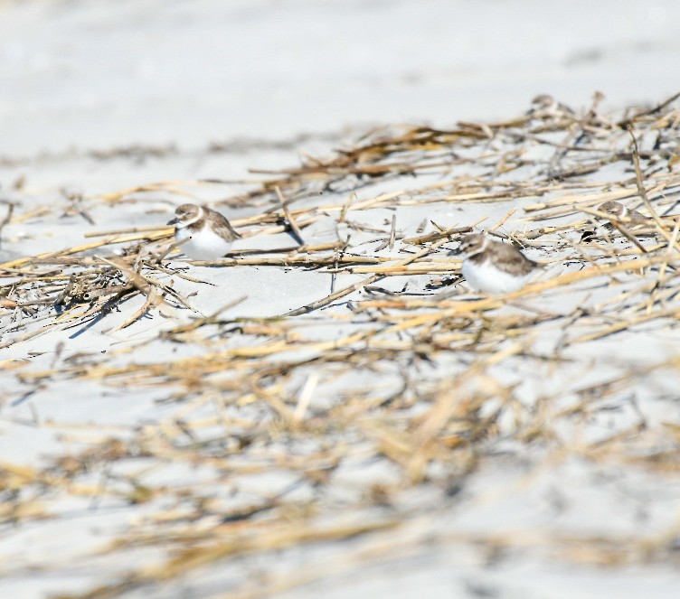 Wilson's Plover - ML650393246