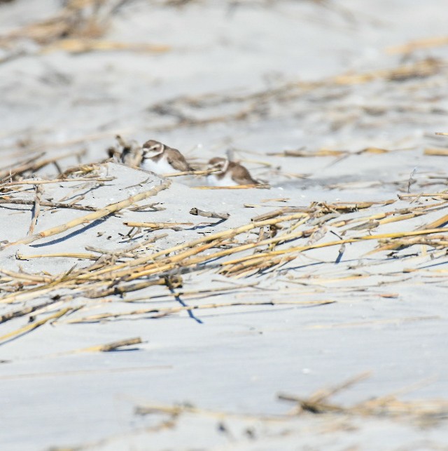 Wilson's Plover - ML650393247