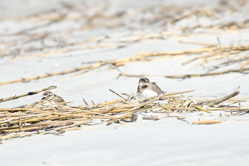 Wilson's Plover - ML650393248