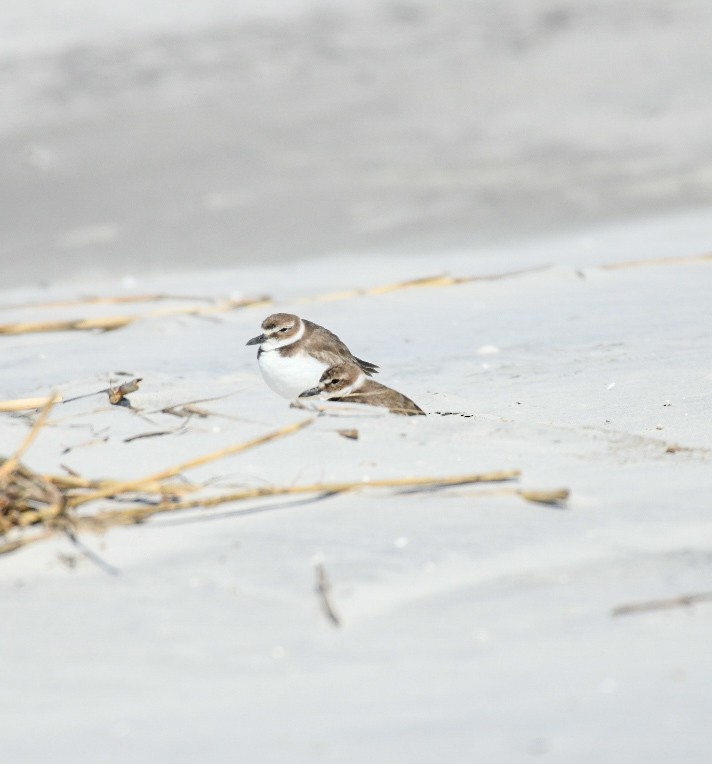 Wilson's Plover - ML650393249