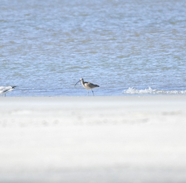 Long-billed Curlew - ML650393264