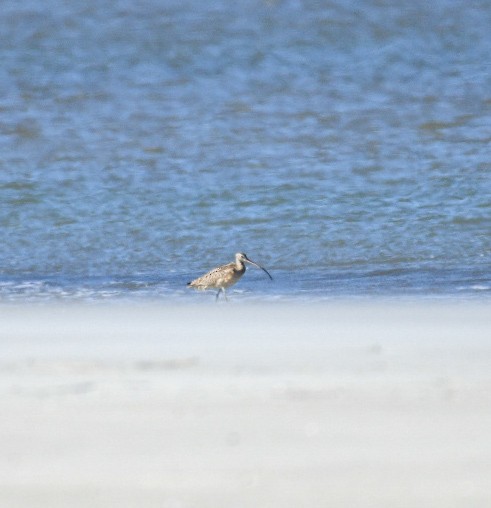 Long-billed Curlew - ML650393265