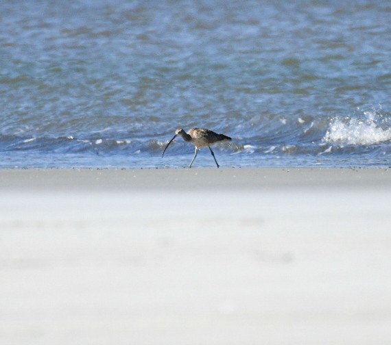 Long-billed Curlew - ML650393267