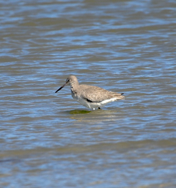 Willet - ML650393276