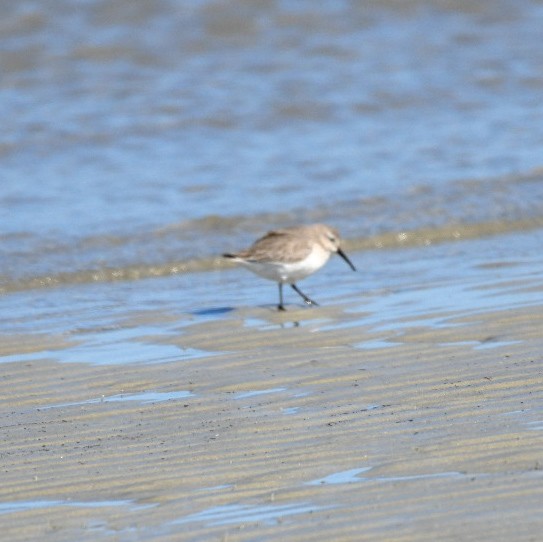 Хар элсэг - ML650393290