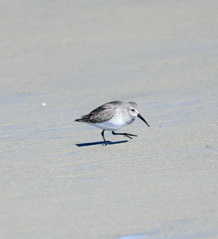 Хар элсэг - ML650393291