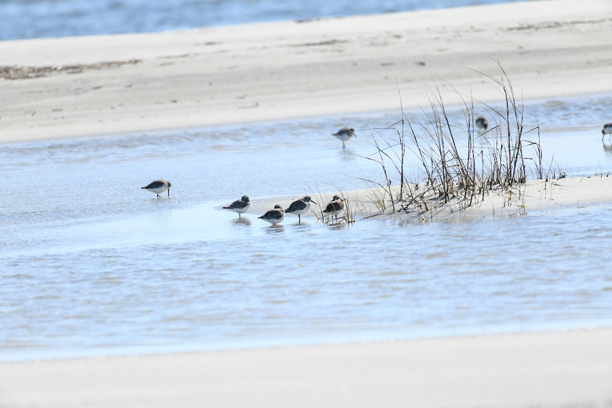 Хар элсэг - ML650393292