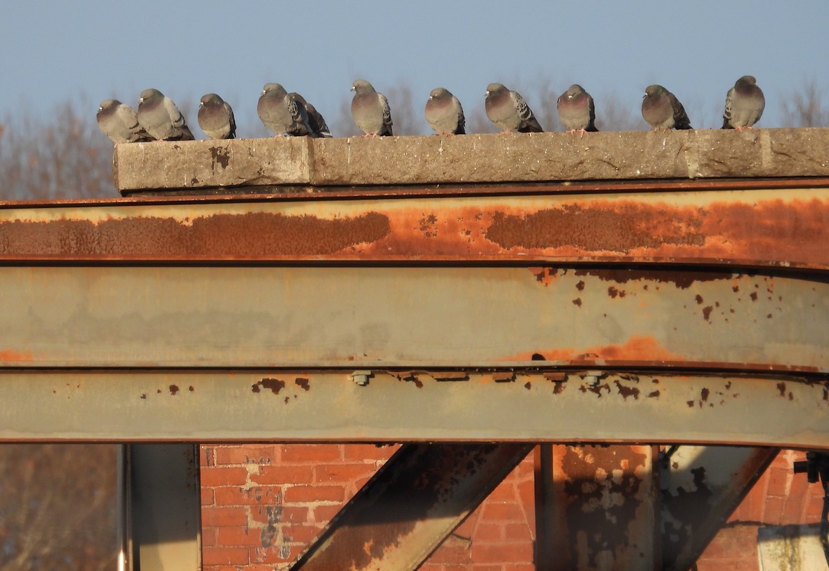 Rock Pigeon (Feral Pigeon) - ML650393294
