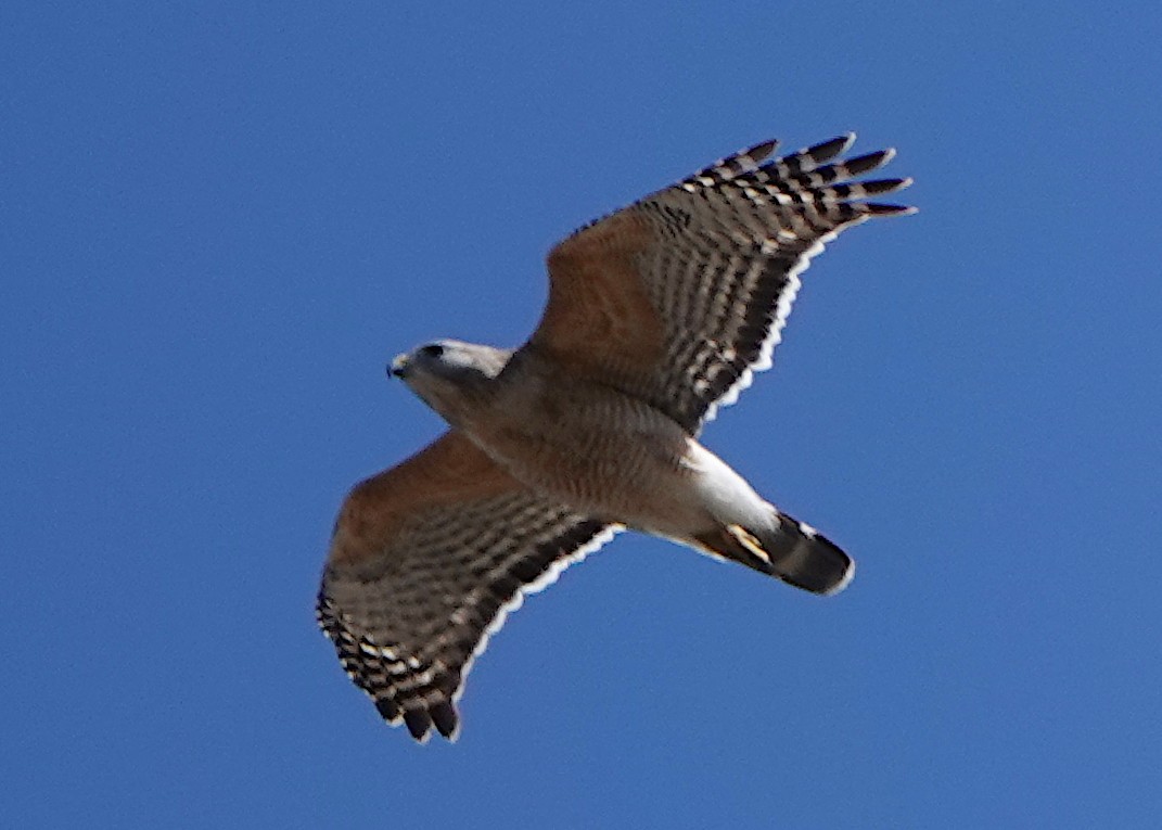 Busardo Aliancho - ML650393458