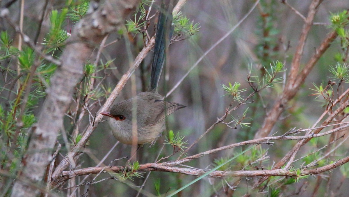 Variegated Fairywren - Thalia and Darren Broughton