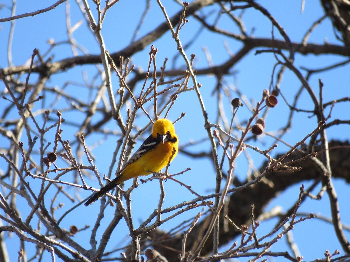 Hooded Oriole - ML650393625