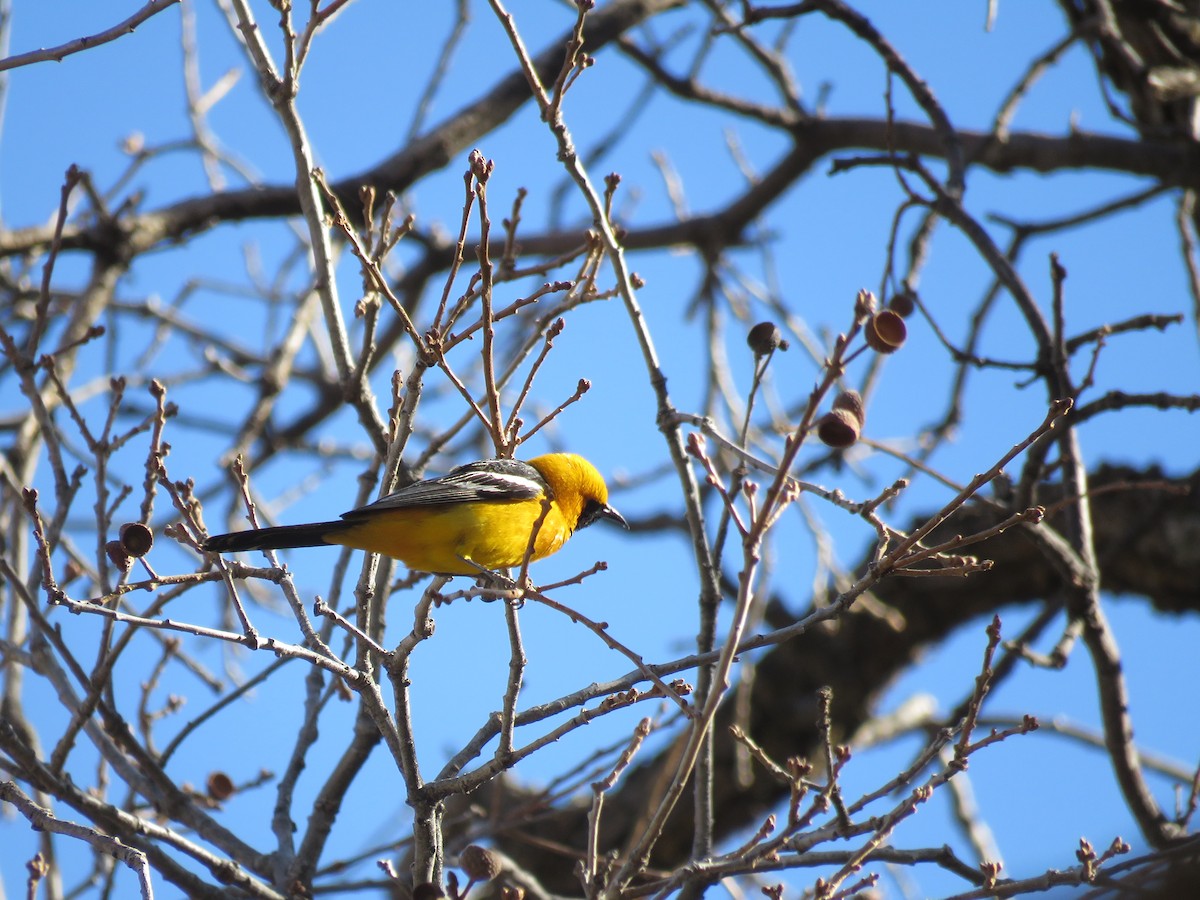 Hooded Oriole - ML650393626