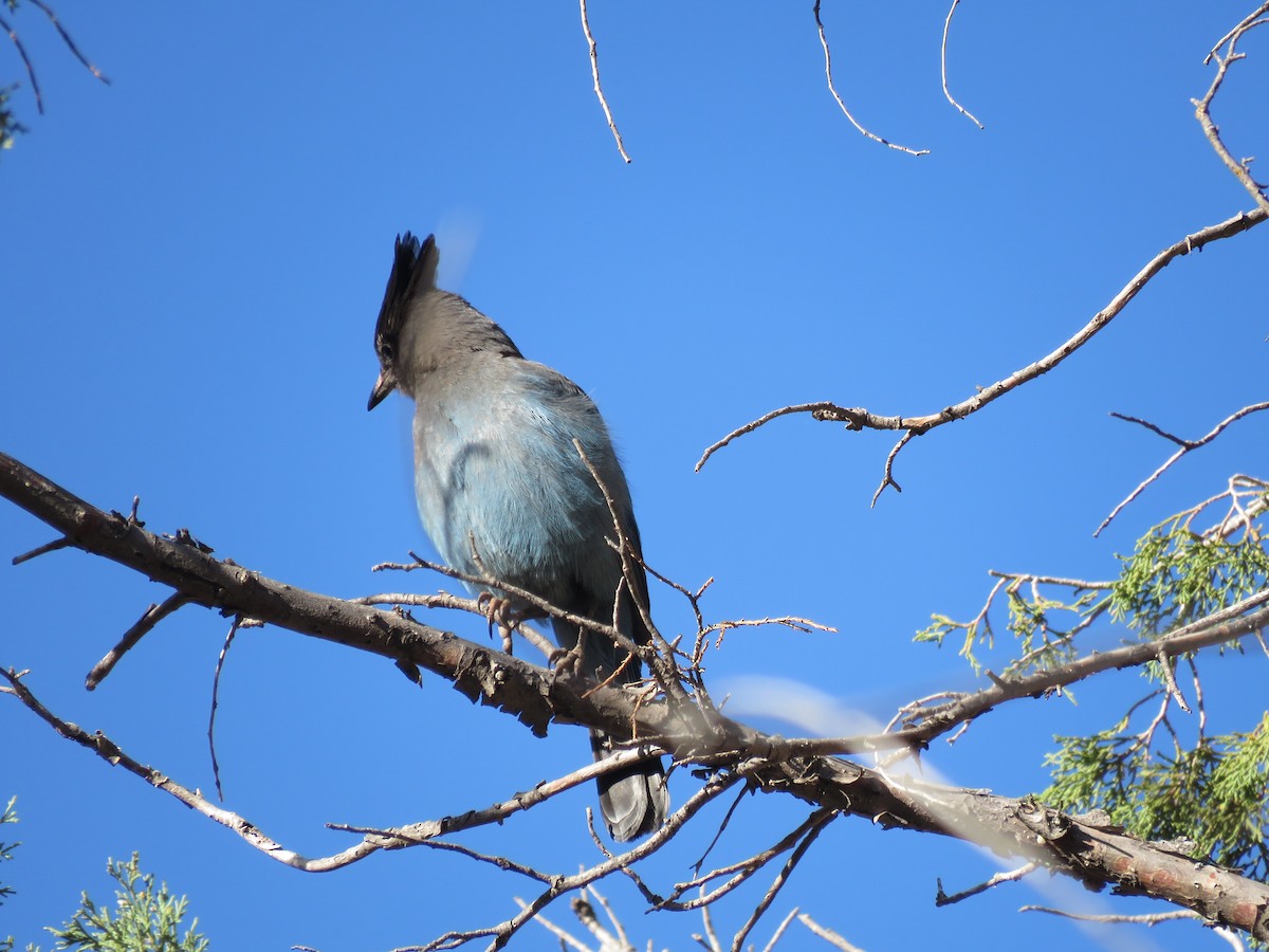 Steller's Jay - ML650393647