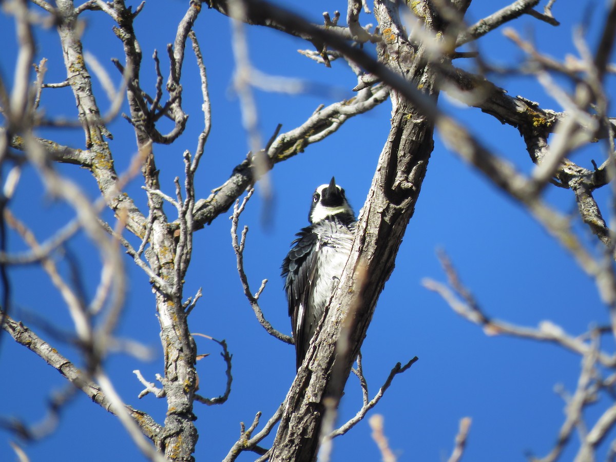 Acorn Woodpecker - ML650393676