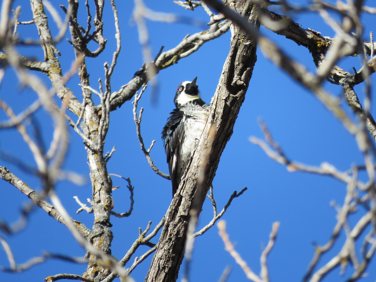 Acorn Woodpecker - ML650393677