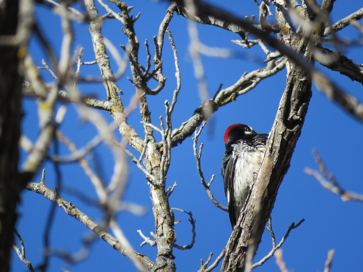 Acorn Woodpecker - ML650393678
