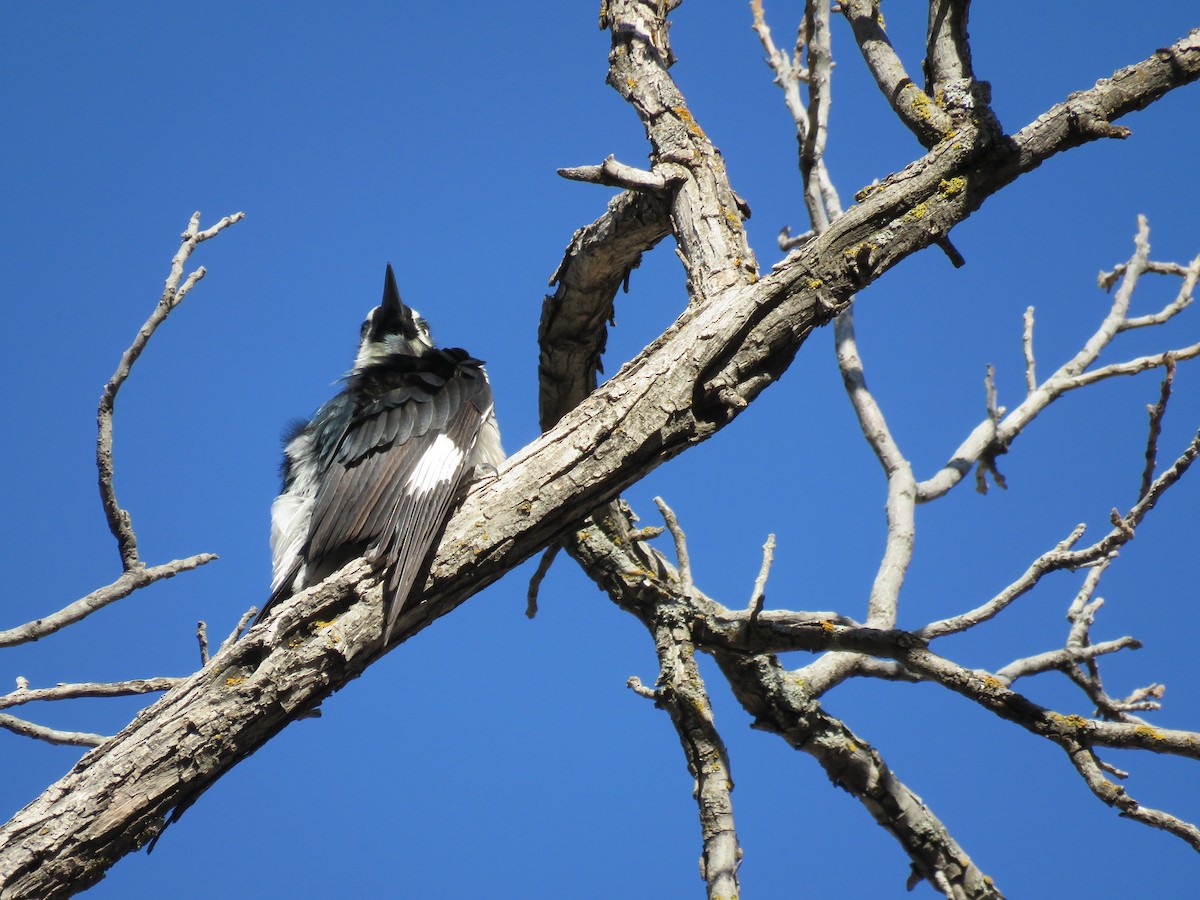 Acorn Woodpecker - ML650393679