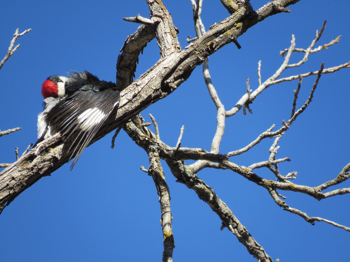 Acorn Woodpecker - ML650393680