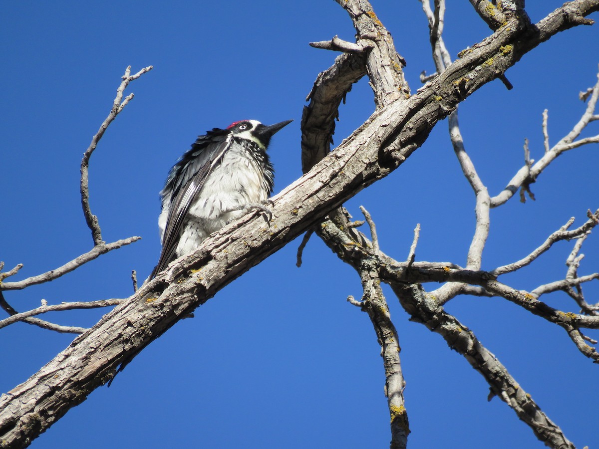 Acorn Woodpecker - ML650393681
